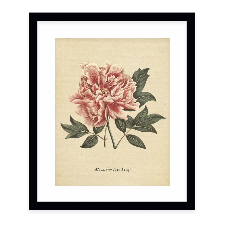 Botanical Vintage Eight by Terri Ellis With Frame 24''x36''