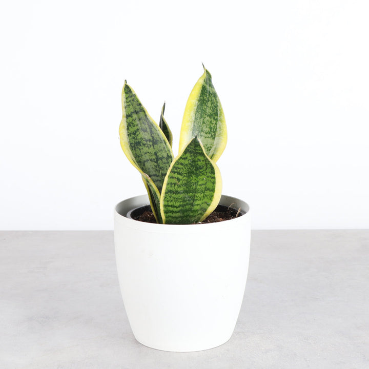 Live Laurentii Snake Plant in Classic Pot Thorsen's Greenhouse Base Color: White