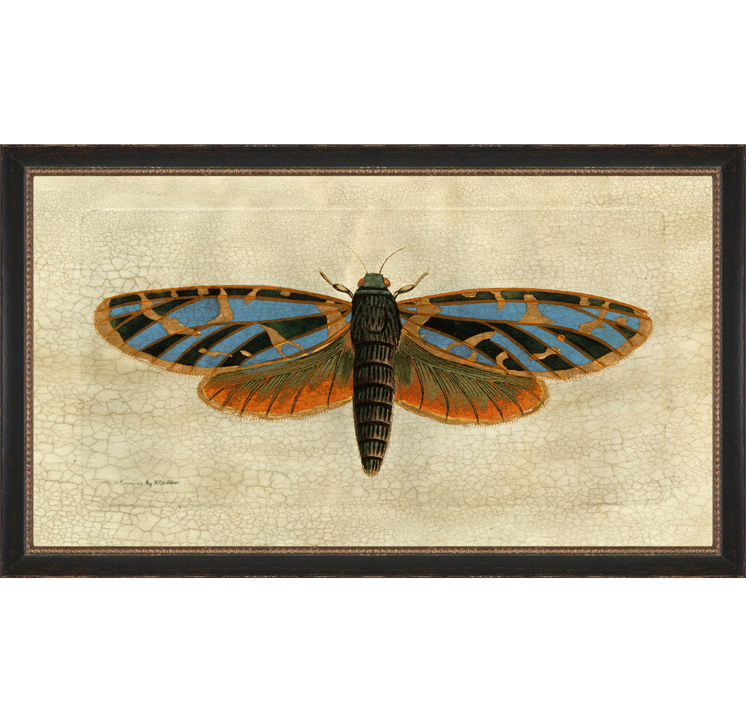 Crackled Moth 2 - Picture Frame Painting on Paper Wendover Art Group