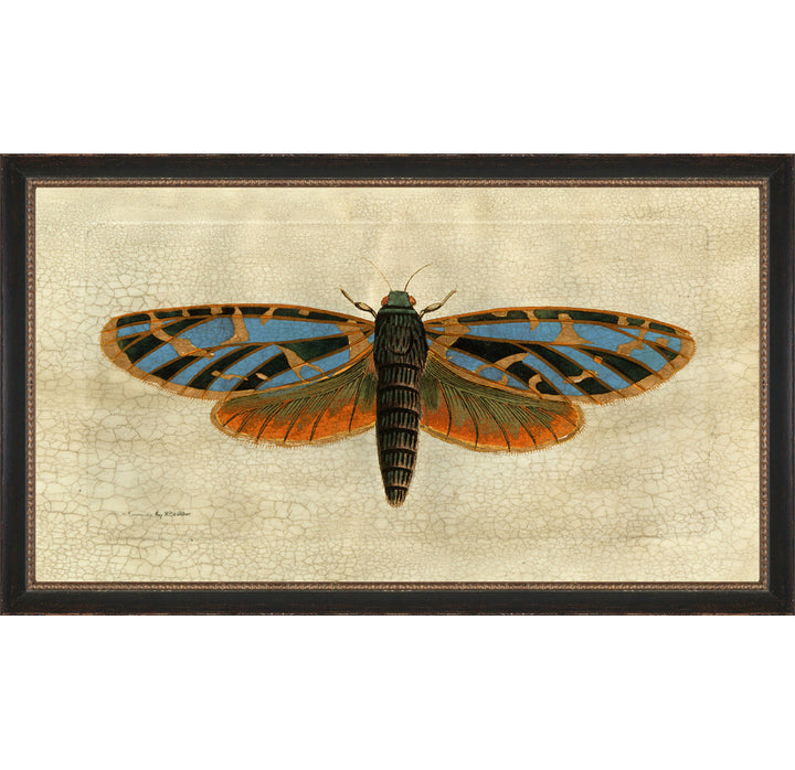 Crackled Moth 2 - Picture Frame Painting on Paper Wendover Art Group