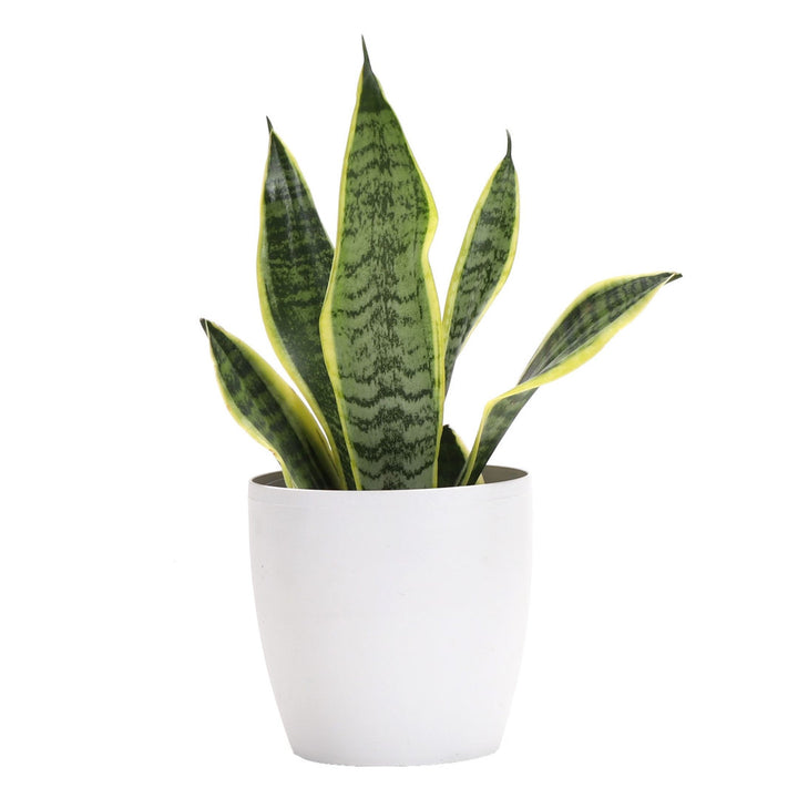 Live Laurentii Snake Plant in Classic Pot Thorsen's Greenhouse Base Color: White