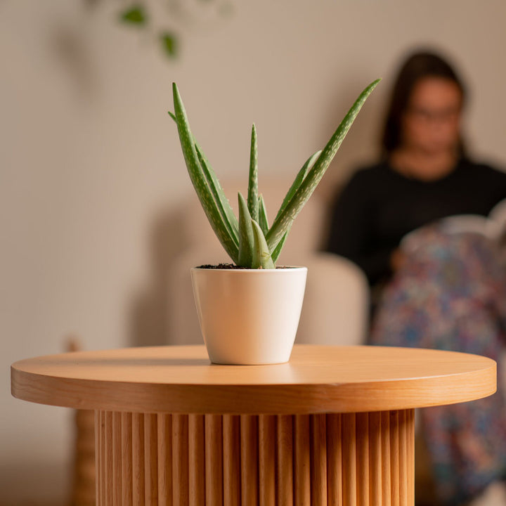 Costa Farms Indoor Aloe Vera House Plant in 4-inch Décor Pot Costa Farms