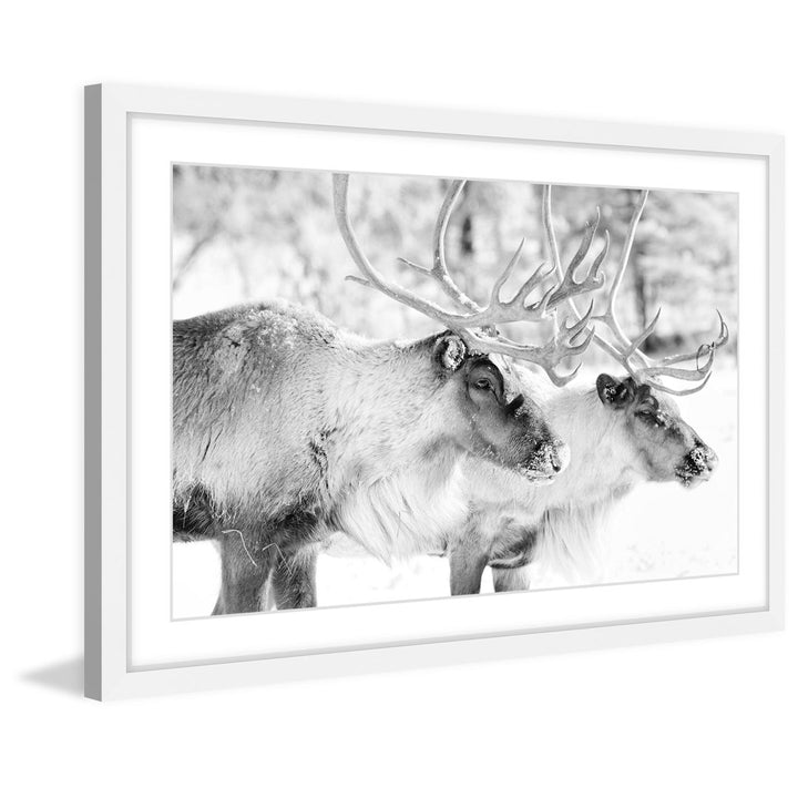 'Elk Pair' Framed Photographic Print on Paper Marmont Hill Size: 30" H x 45" W x 1.5" D