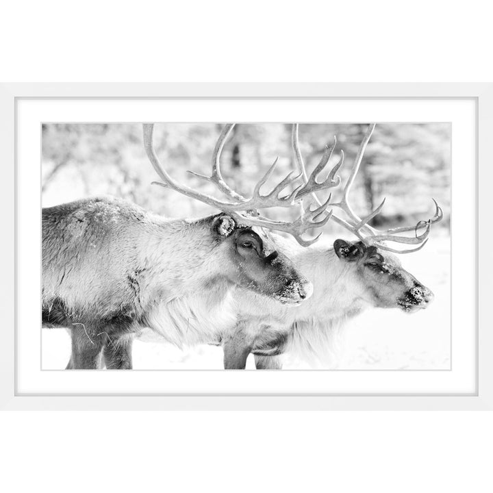 'Elk Pair' Framed Photographic Print on Paper Marmont Hill Size: 30" H x 45" W x 1.5" D
