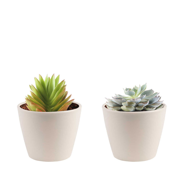 Costa Farms Indoor 2 Assorted Succulents House Plant in 4-inch Décor Pot Costa Farms