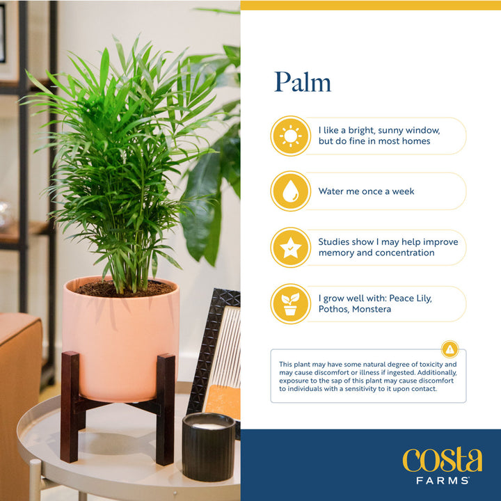 Costa Farms Indoor Easy Care Majesty Palm House Plant in 10-inch Décor Pot Costa Farms