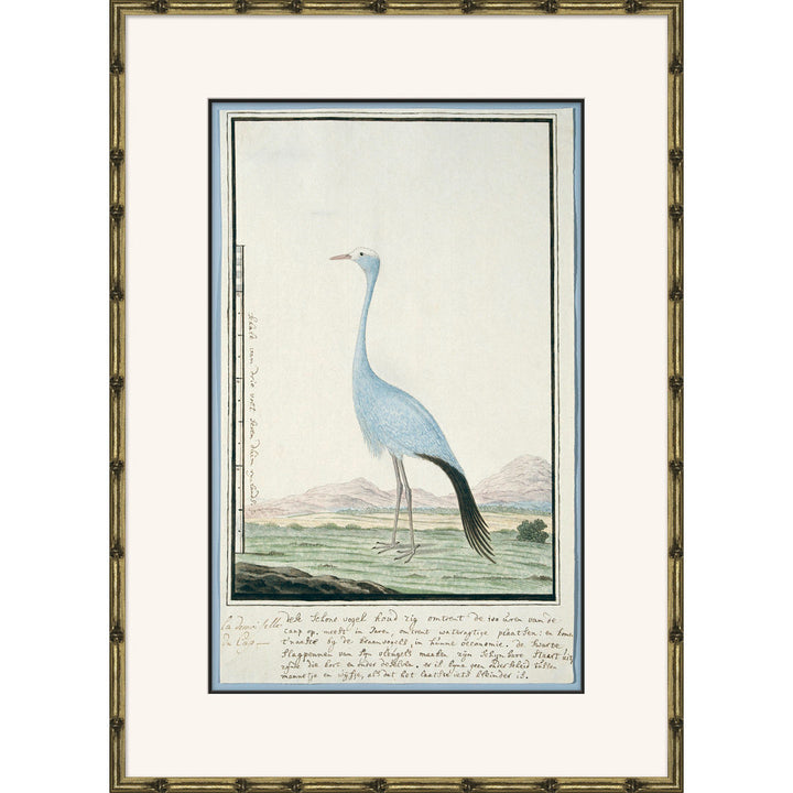 Bird Drawings, Circa 1777' - Picture Frame Painting on Paper Soicher Marin