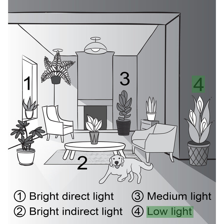 Live Laurentii Snake Plant in Classic Pot Thorsen's Greenhouse Base Color: White