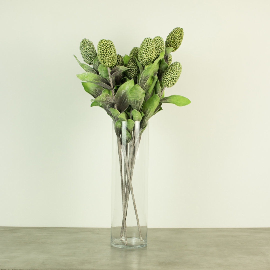 Salacia Botanica Stem (Set of 6) Birch Lane™