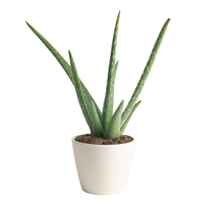 Costa Farms Indoor Aloe Vera House Plant in 4-inch Décor Pot Costa Farms
