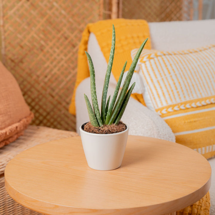 Costa Farms Indoor Aloe Vera House Plant in 4-inch Décor Pot Costa Farms