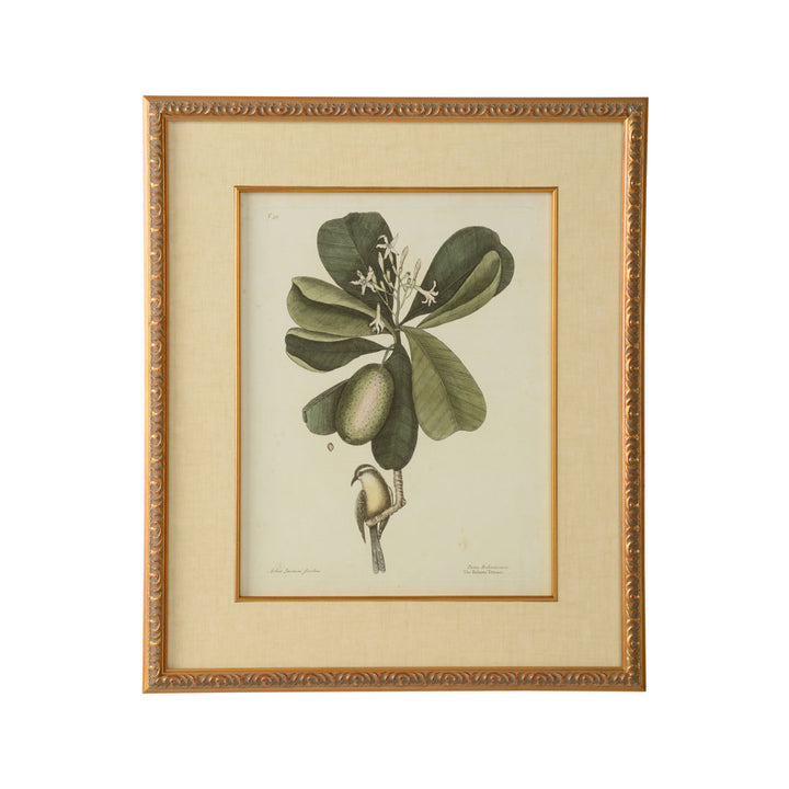 Catesby Bird and Botanical III - Picture Frame Graphic Art Chelsea House