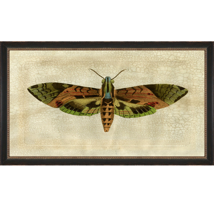 Crackled Moth 6 - Picture Frame Painting on Paper Wendover Art Group