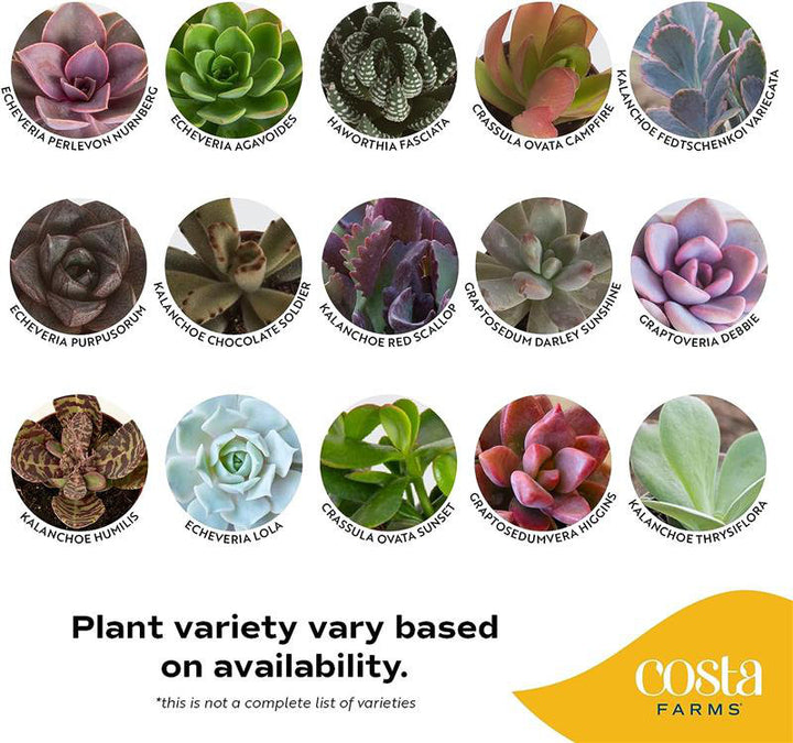 Costa Farms Indoor 2 Assorted Succulents House Plant in 4-inch Décor Pot Costa Farms