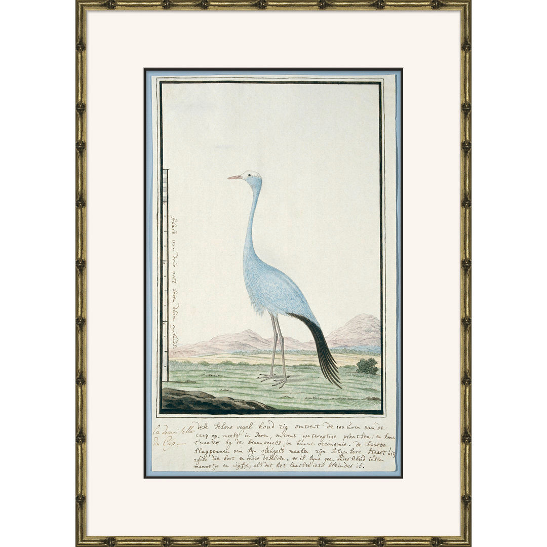 Bird Drawings, Circa 1777' - Picture Frame Painting on Paper Soicher Marin