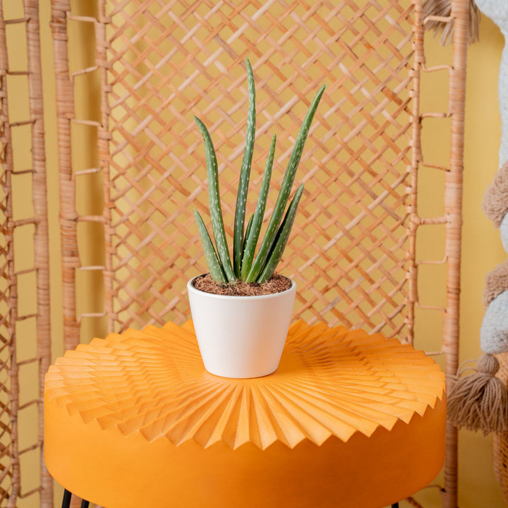 Costa Farms Indoor Aloe Vera House Plant in 4-inch Décor Pot Costa Farms