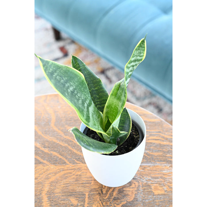 Live Laurentii Snake Plant in Classic Pot Thorsen's Greenhouse Base Color: White