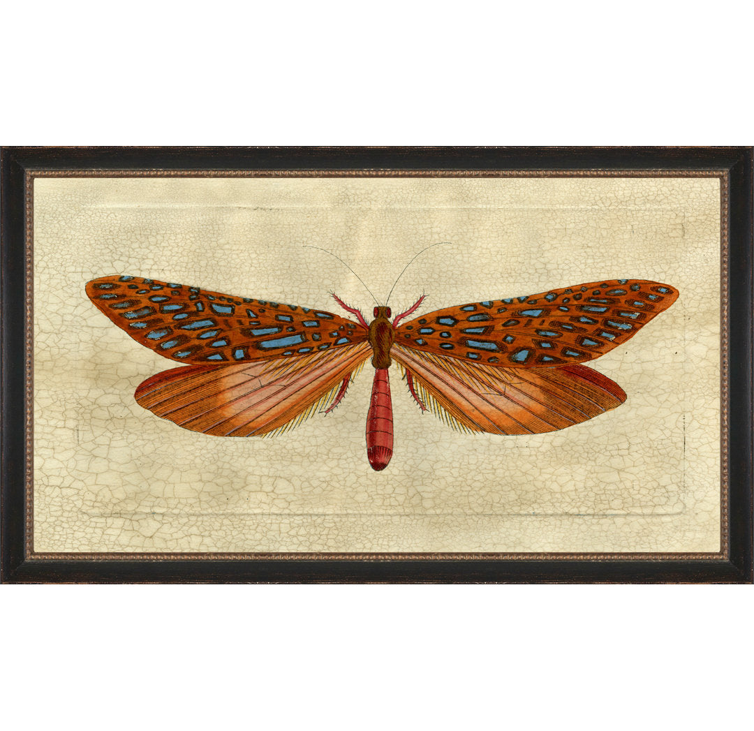 Crackled Moth 1 - Picture Frame Painting on Paper Wendover Art Group