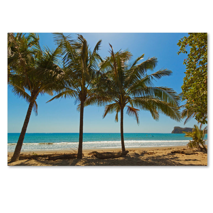 'Palm Trees 2' Photographic Print on Wrapped Canvas Trademark Fine Art Size: 30" H x 47" W