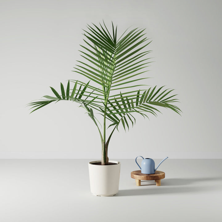 Costa Farms Indoor Easy Care Majesty Palm House Plant in 10-inch Décor Pot Costa Farms