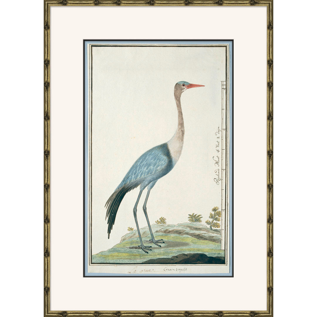 Bird Drawings, Circa 1777' - Picture Frame Painting on Paper Soicher Marin