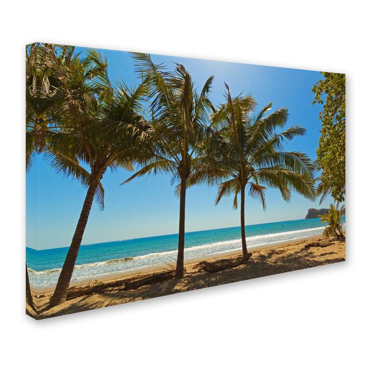 'Palm Trees 2' Photographic Print on Wrapped Canvas Trademark Fine Art Size: 30" H x 47" W