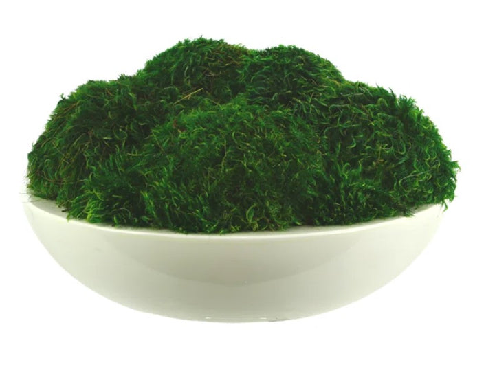 Preserved Moss Plant in Planter