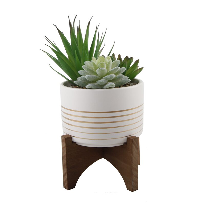 Agave Succulent in Planter