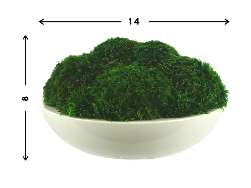 Preserved Moss Plant in Planter