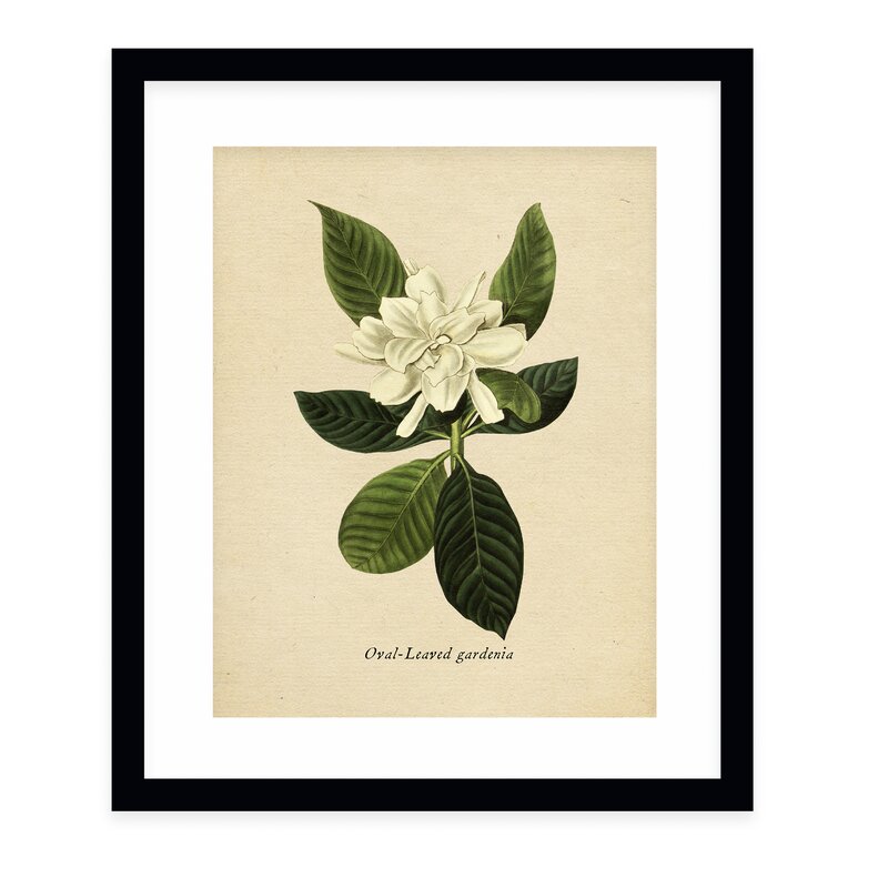 Botanical Vintage Nine Picture Frame Graphic Art Print With Frame -24''x36''