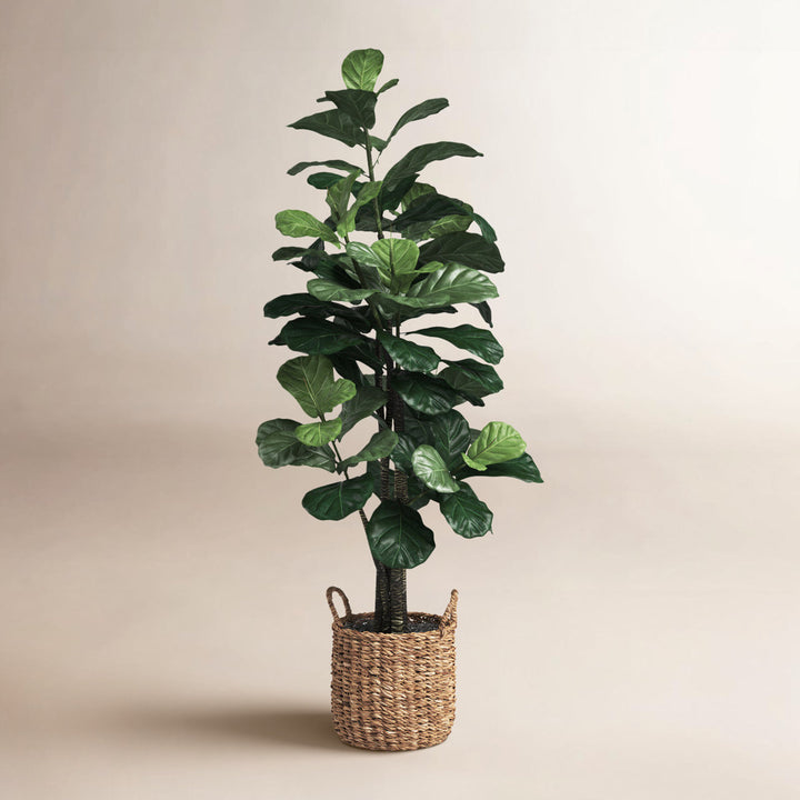 66'' Faux Fiddle Leaf Fig Tree in Wicker/Rattan Basket