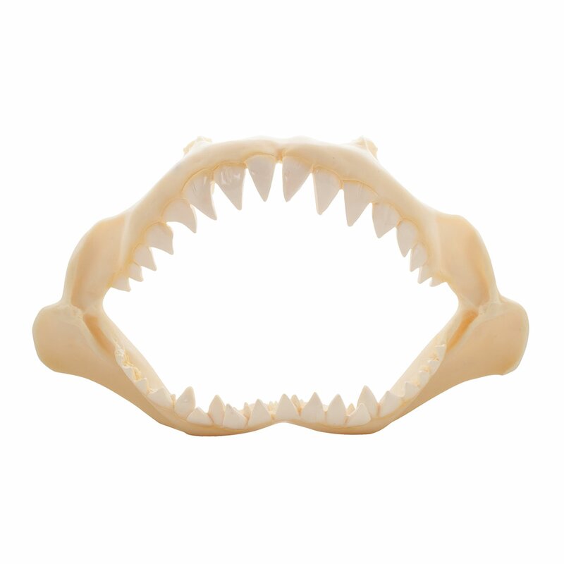 Norma Shark Jaw