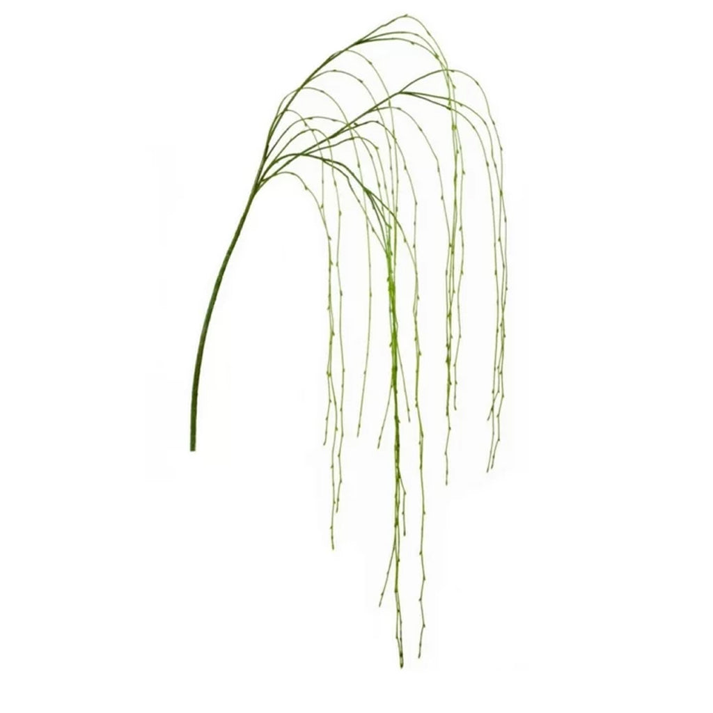 Long Weeping Willow Branch