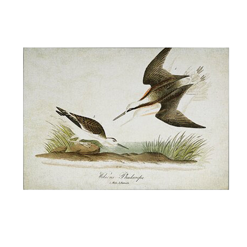 Vintage Floral and Animal Prints 4 Piece Painting Print Set on Canvas_1