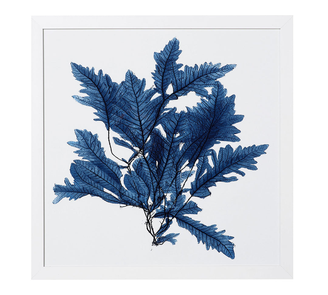 Framed Coral Print 3