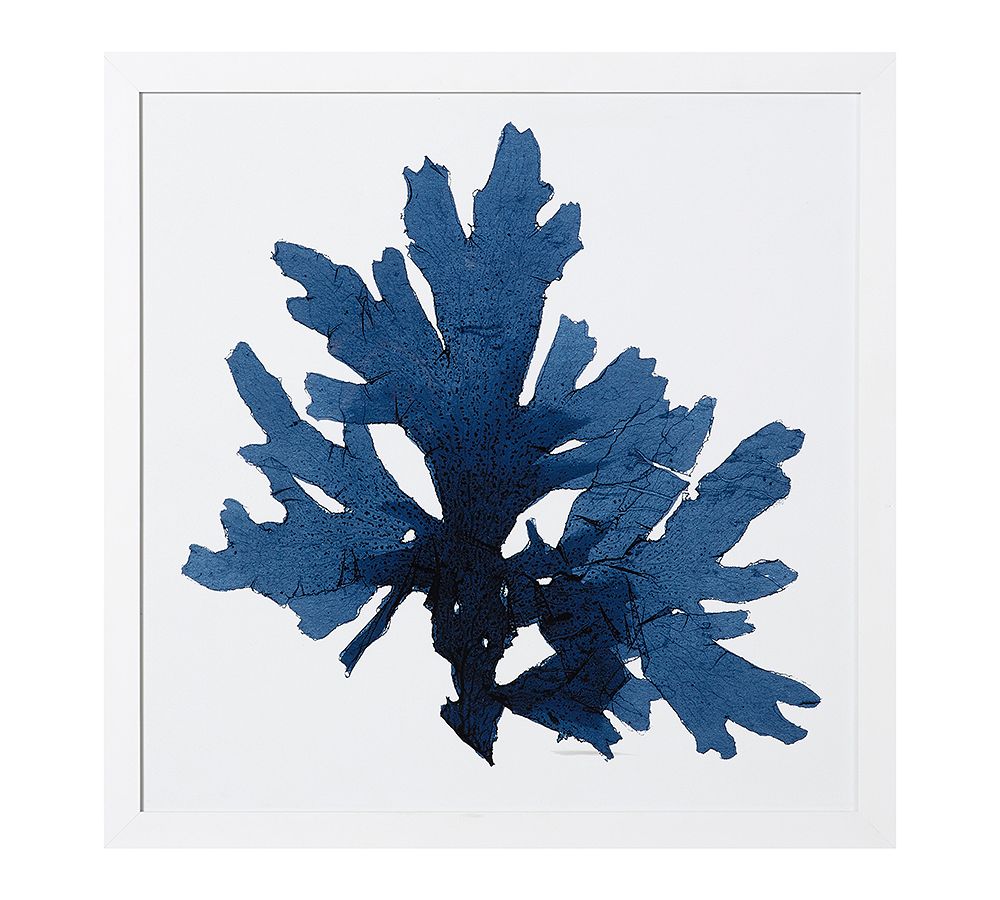 Framed Coral Print 1
