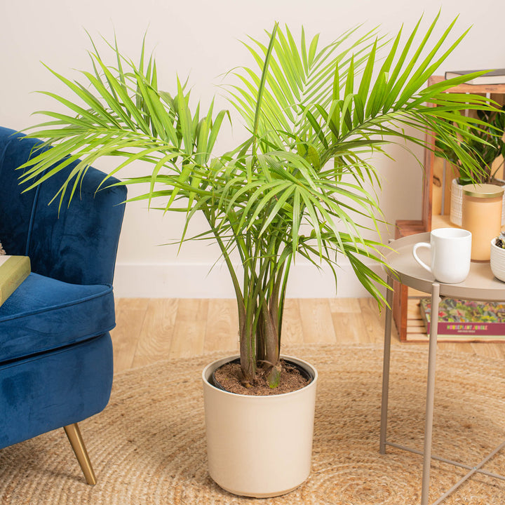 Costa Farms Indoor Easy Care Majesty Palm House Plant in 10-inch Décor Pot Costa Farms