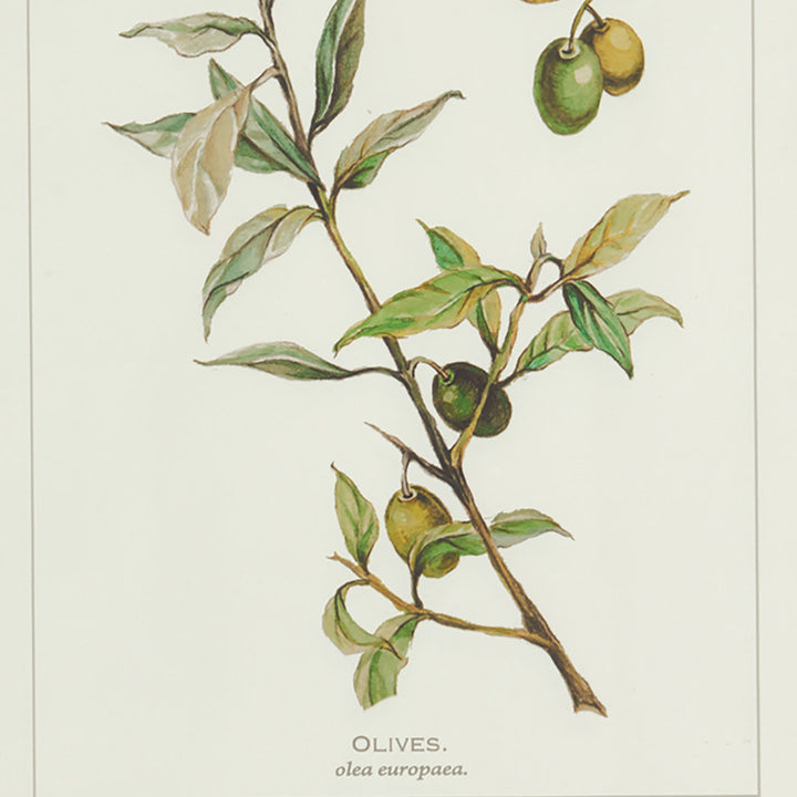Evy Olive Leaf Botanical' - 4 Piece Picture Frame Graphic Art Print Set on Paper Birch Lane™