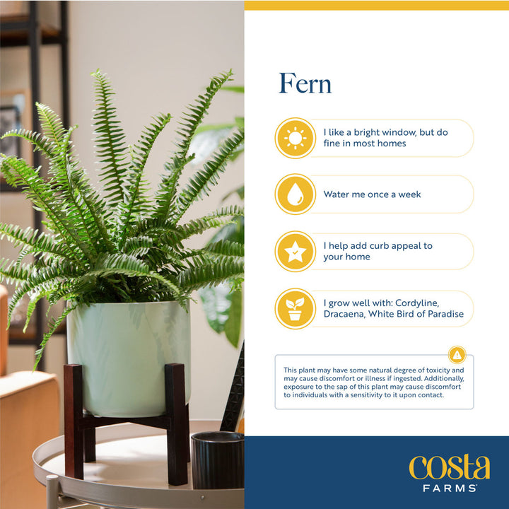 Costa Farms Indoor Kimberly Queen Fern House Plant in 10-inch Décor Pot Costa Farms