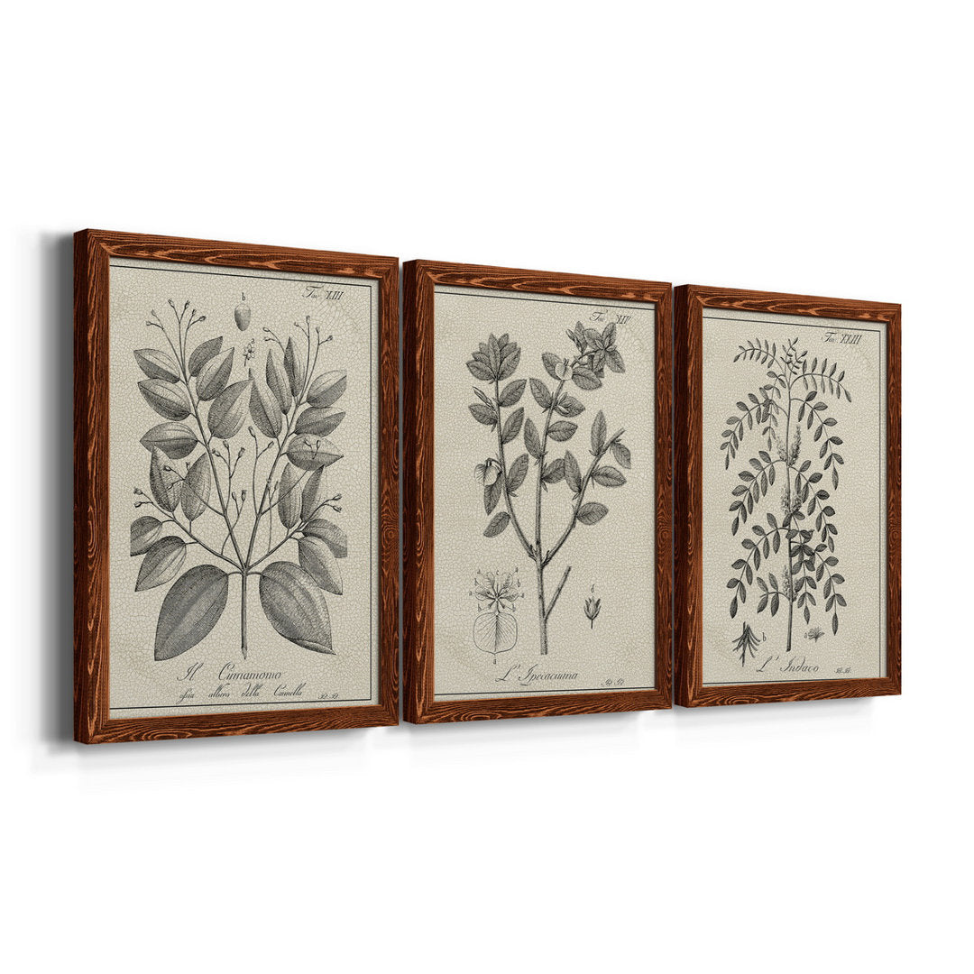 Antique Black and White Botanical VII - 3 Piece Picture Frame Drawing Print Set on Canvas Kelly Clarkson Home Frame Color: Maple Size: 31.5" H x 70.5" W