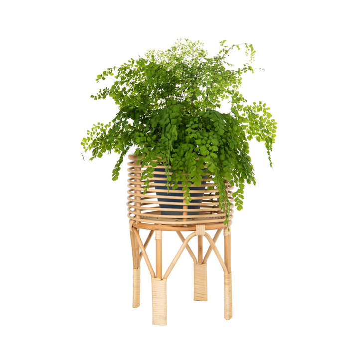 Andres Plant Stand Bay Isle Home™ Size: 18" H x 12" L x 12" D