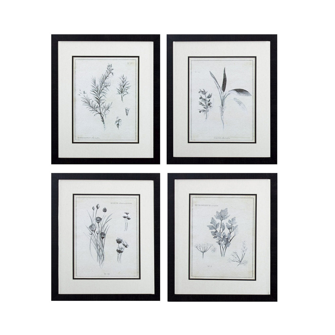 Latin Botanicals' 4 Piece Picture Frame Print Set on Paper Gracie Oaks
