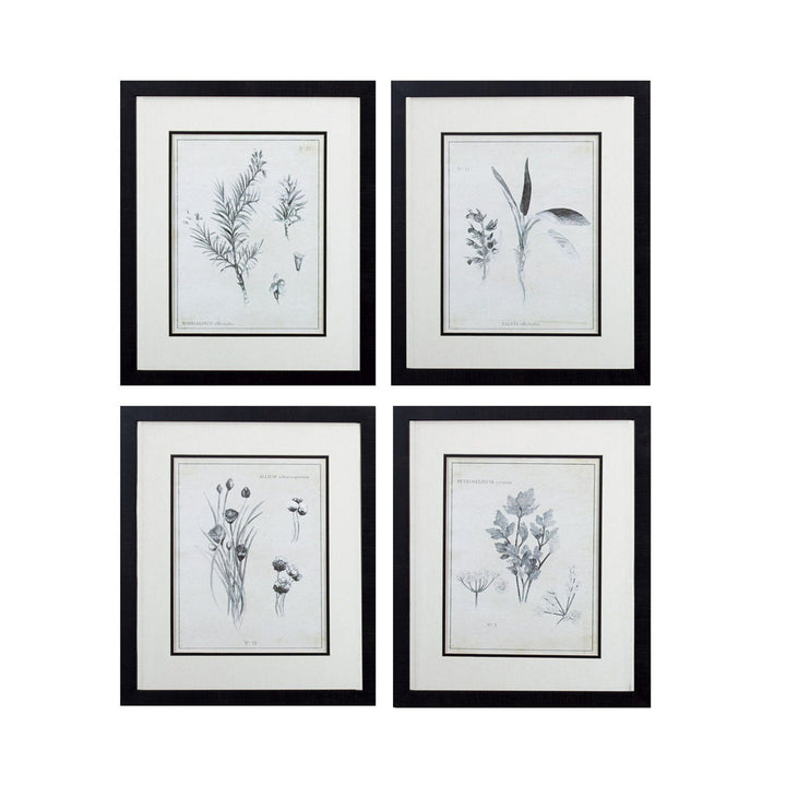 Latin Botanicals' 4 Piece Picture Frame Print Set on Paper Gracie Oaks
