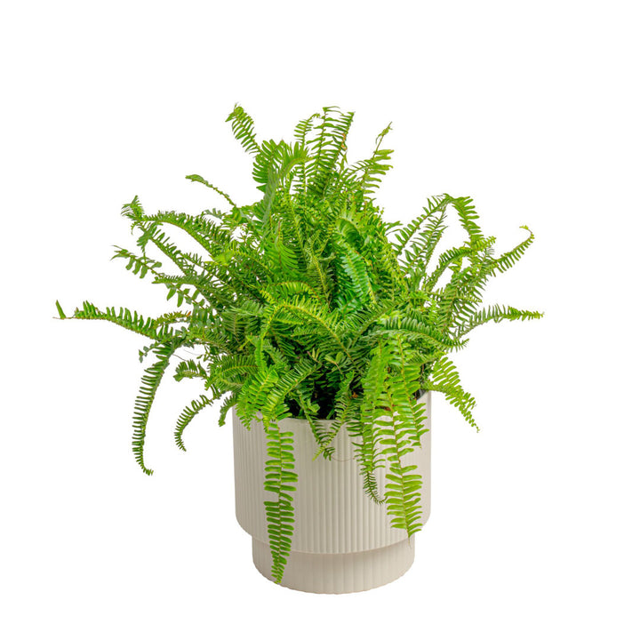 Costa Farms Indoor Kimberly Queen Fern House Plant in 10-inch Décor Pot Costa Farms