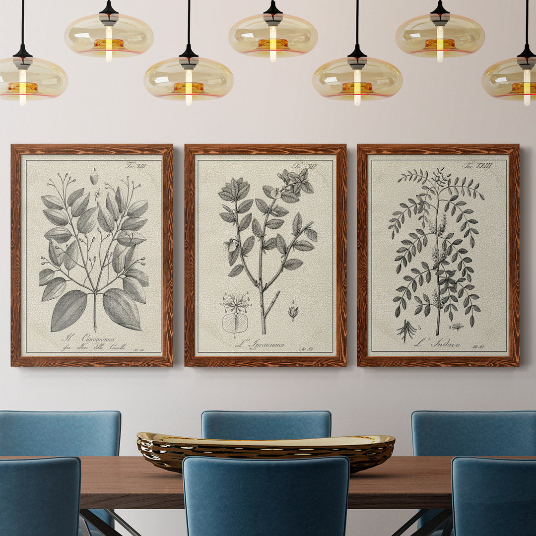 Antique Black and White Botanical VII - 3 Piece Picture Frame Drawing Print Set on Canvas Kelly Clarkson Home Frame Color: Maple Size: 31.5" H x 70.5" W