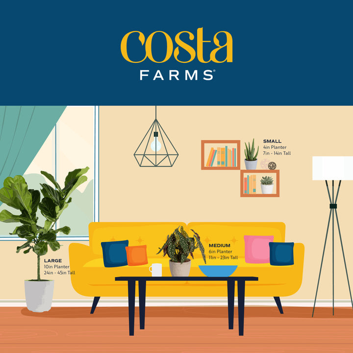 Costa Farms Indoor Kimberly Queen Fern House Plant in 10-inch Décor Pot Costa Farms