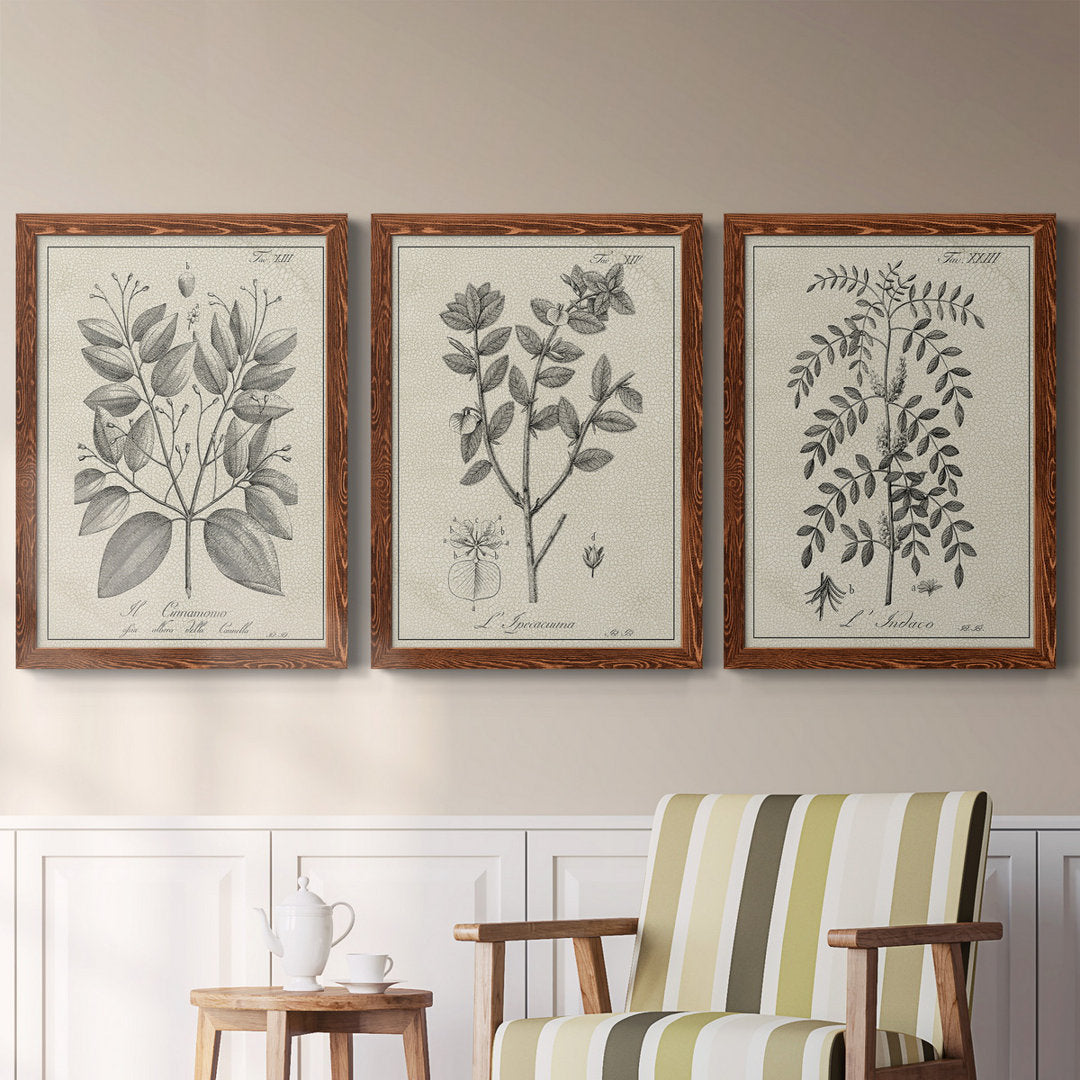 Antique Black and White Botanical VII - 3 Piece Picture Frame Drawing Print Set on Canvas Kelly Clarkson Home Frame Color: Maple Size: 31.5" H x 70.5" W