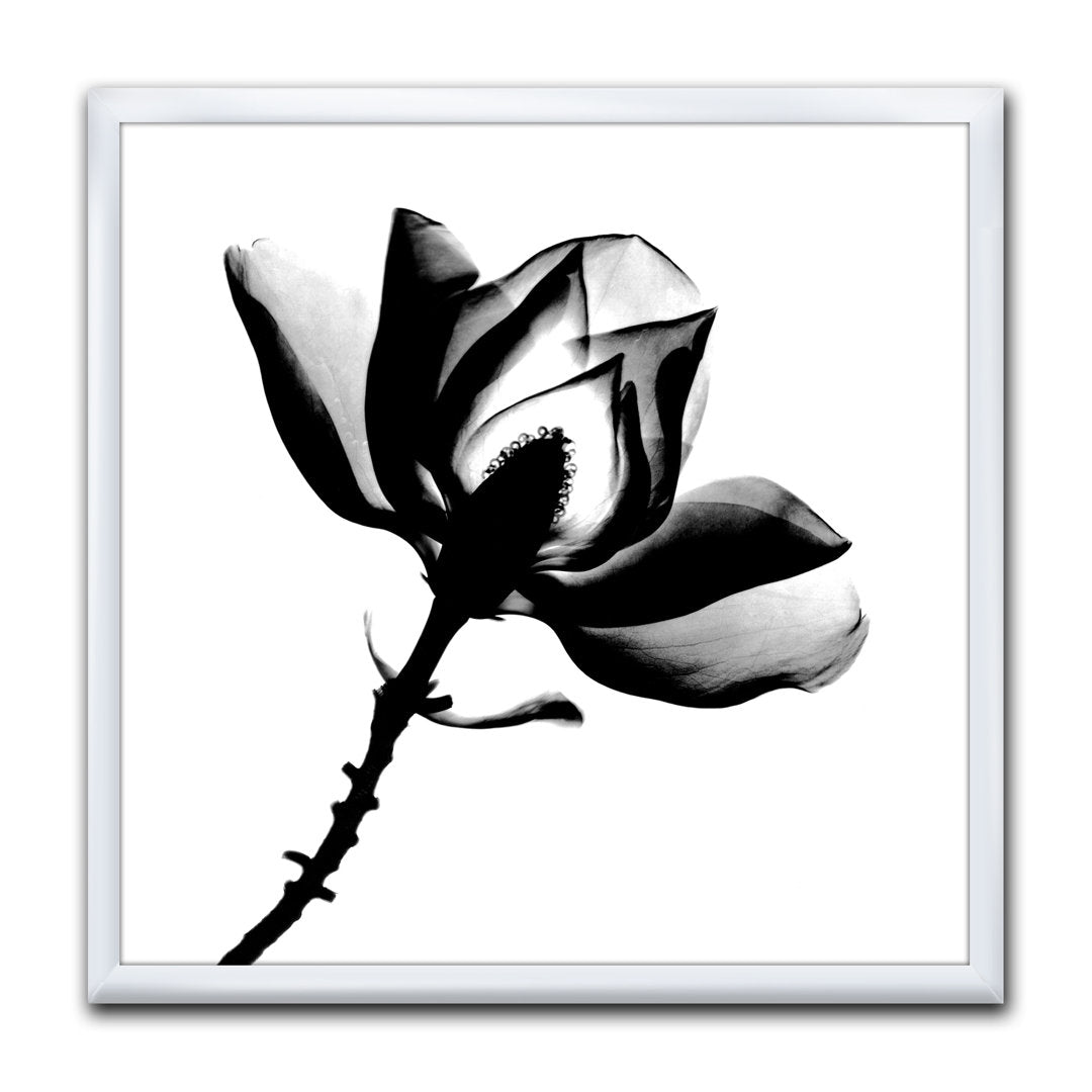 Magnolia X-Ray - Picture Frame Print on Canvas East Urban Home Size: 16" H x 16" W x 1" D Format: White Framed
