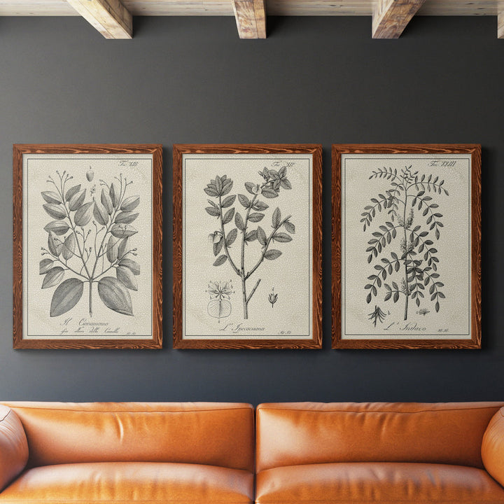 Antique Black and White Botanical VII - 3 Piece Picture Frame Drawing Print Set on Canvas Kelly Clarkson Home Frame Color: Maple Size: 31.5" H x 70.5" W