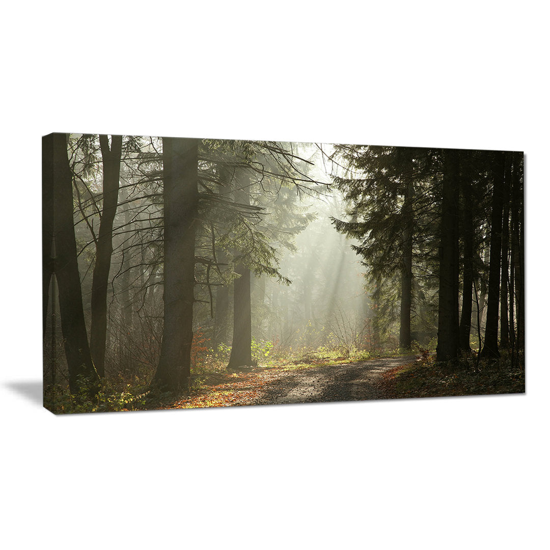Dark Green Forest with Sun Rays - Photograph Print on Canvas Design Art Size: 16" H x 32" W x 1" D